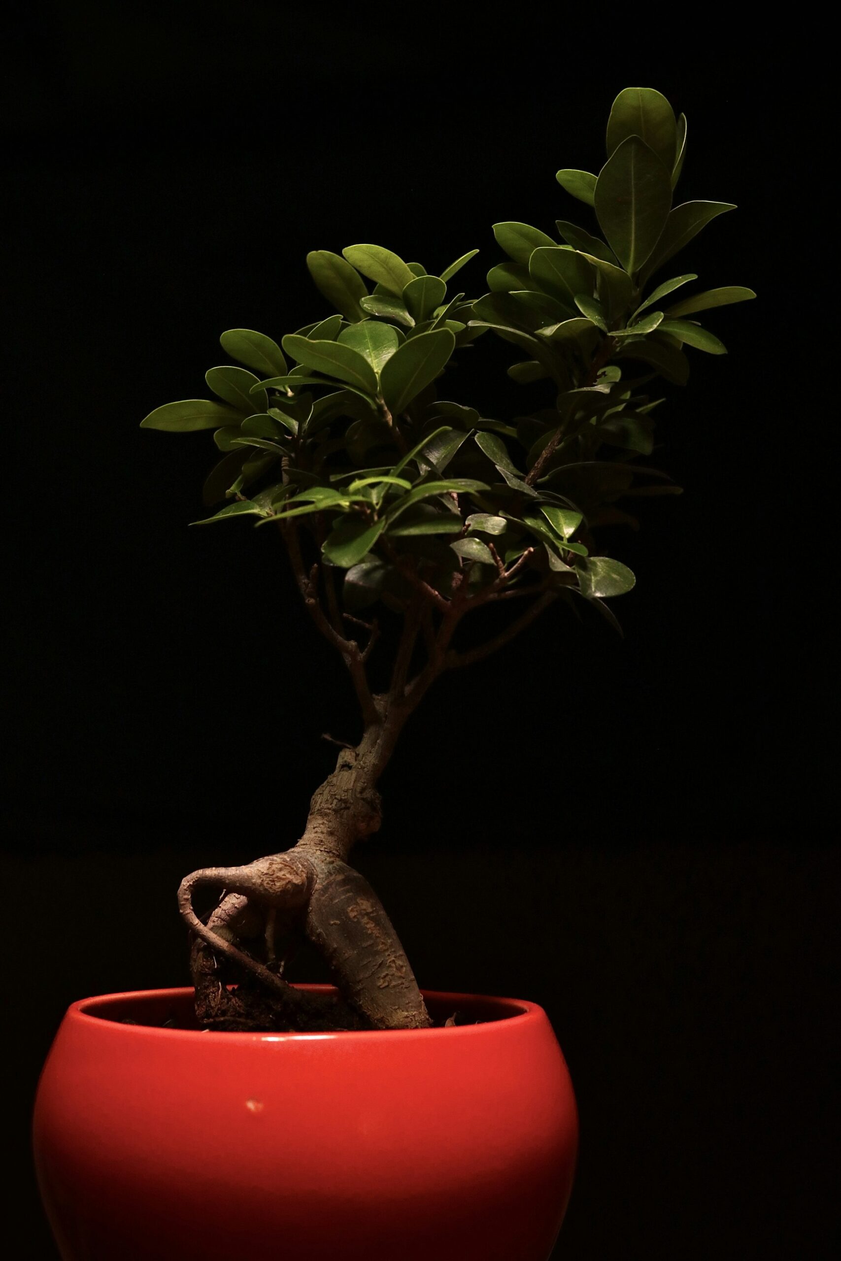 Mastering Zen Bonsai: Proven Shaping Methods for Serenity and Harmony