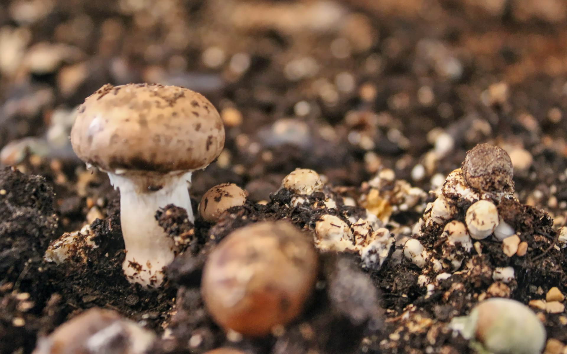 Mastering the Basics of Home Mushroom Cultivation: A Step-by-Step Guide