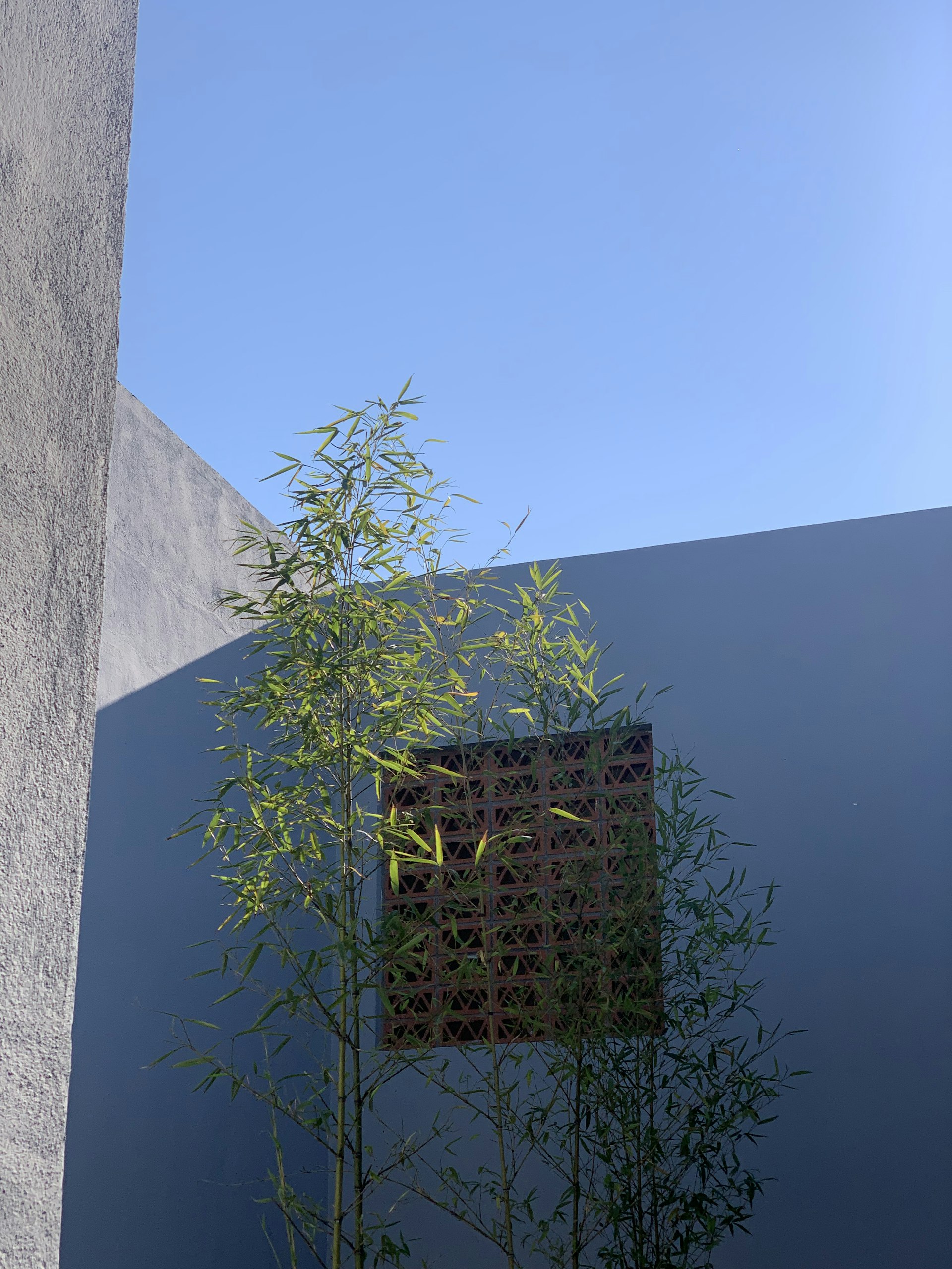 How to Create a DIY Living Wall: Your Guide to a Vertical Garden Oasis