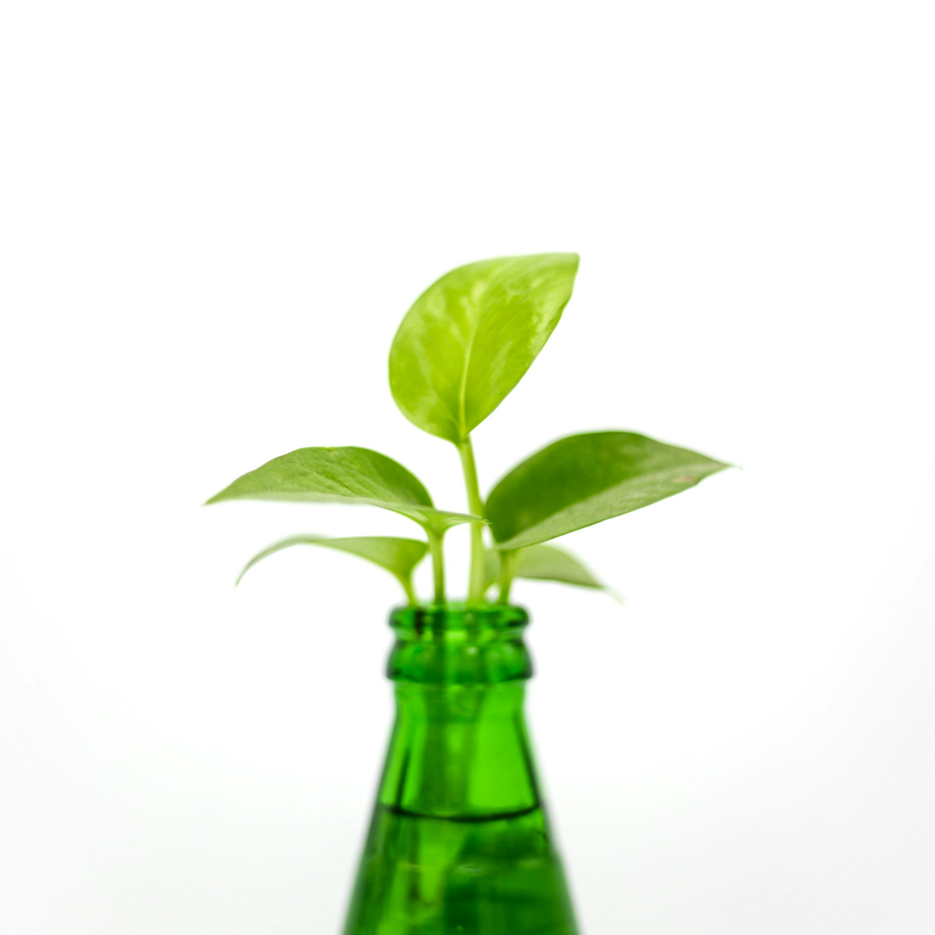 Explore Rewarding Career Opportunities in Green Finance