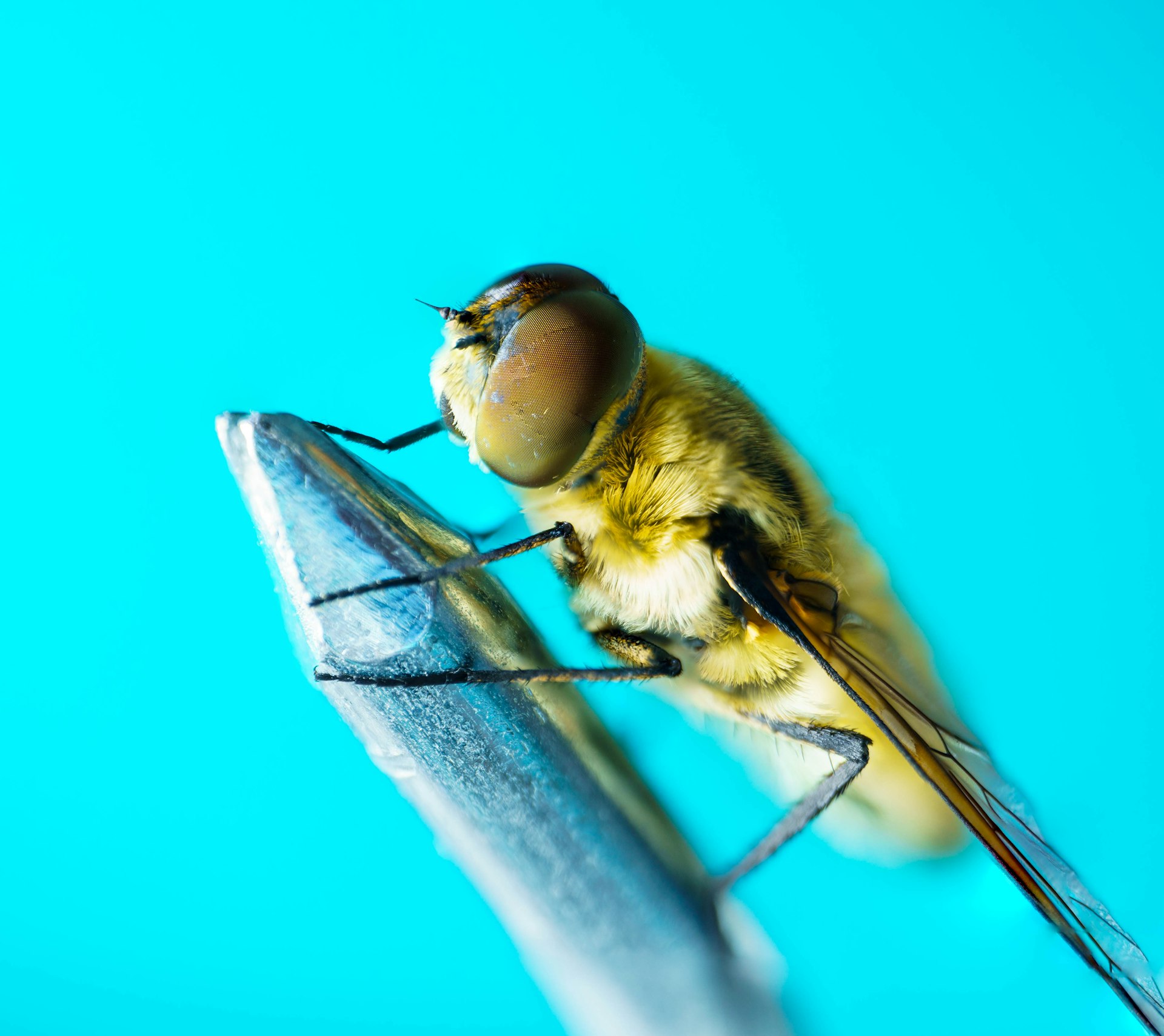 Proven DIY Solutions to Eliminate Fruit Flies and Keep Your Kitchen Pest-Free